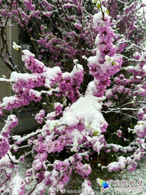 河南多地迎来“三月桃花雪” 专家：四月也下过雪